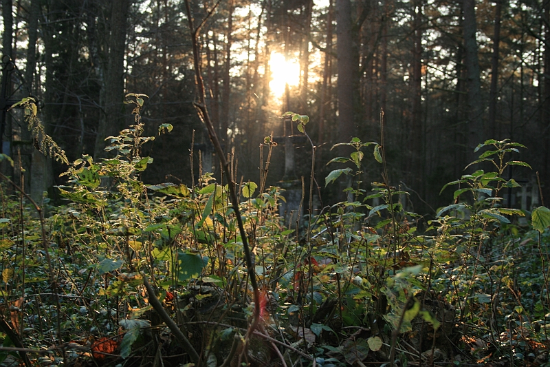 Rostoczek 11.2008 451